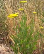 Imagem de Achillea filipendulina Lam.