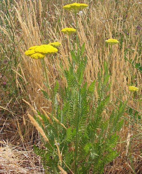 Imagem de Achillea filipendulina Lam.