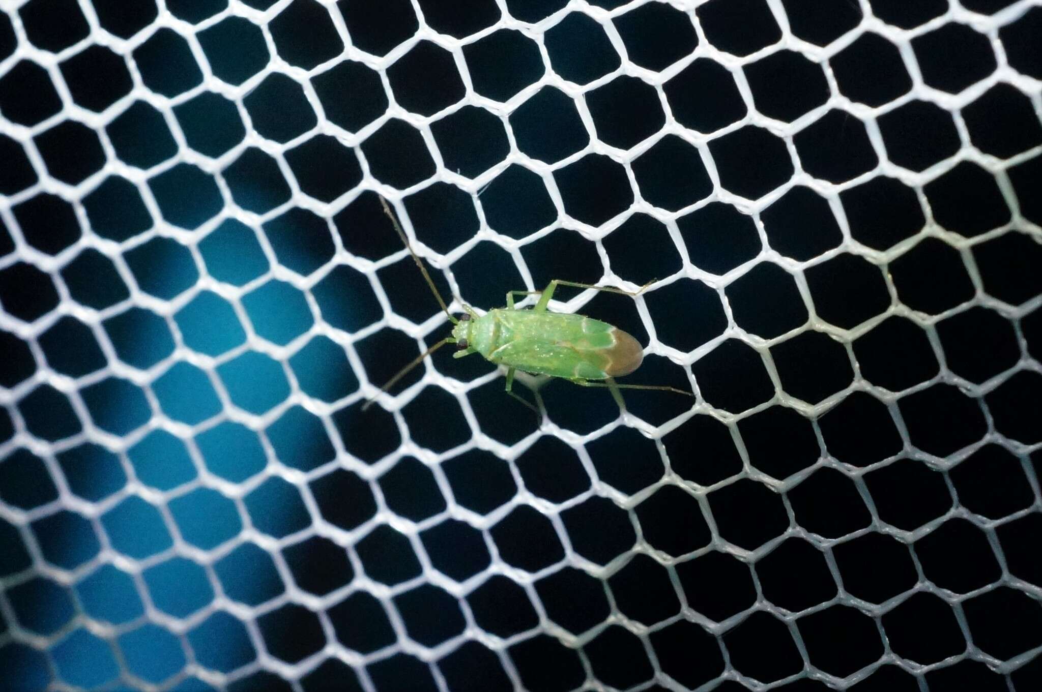 Image of Orthotylus flavosparsus (C. Sahlberg 1841)