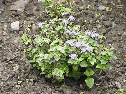 Imagem de Ageratum houstonianum Mill.