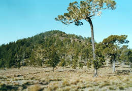 Image of Hispaniolan Pine