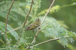 Image of Lemon-rumped Warbler