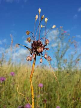 Image of field garlic