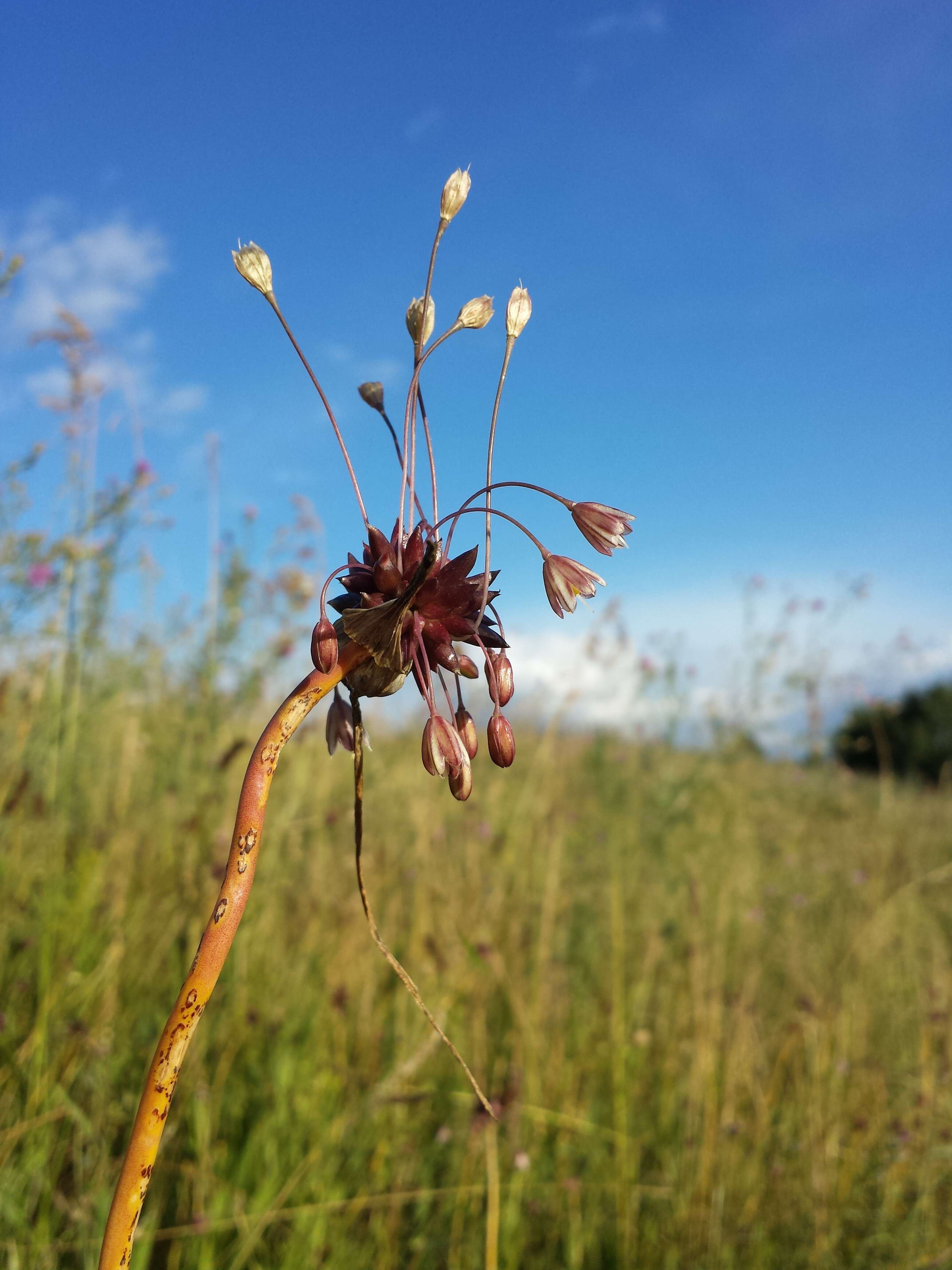 Image of field garlic