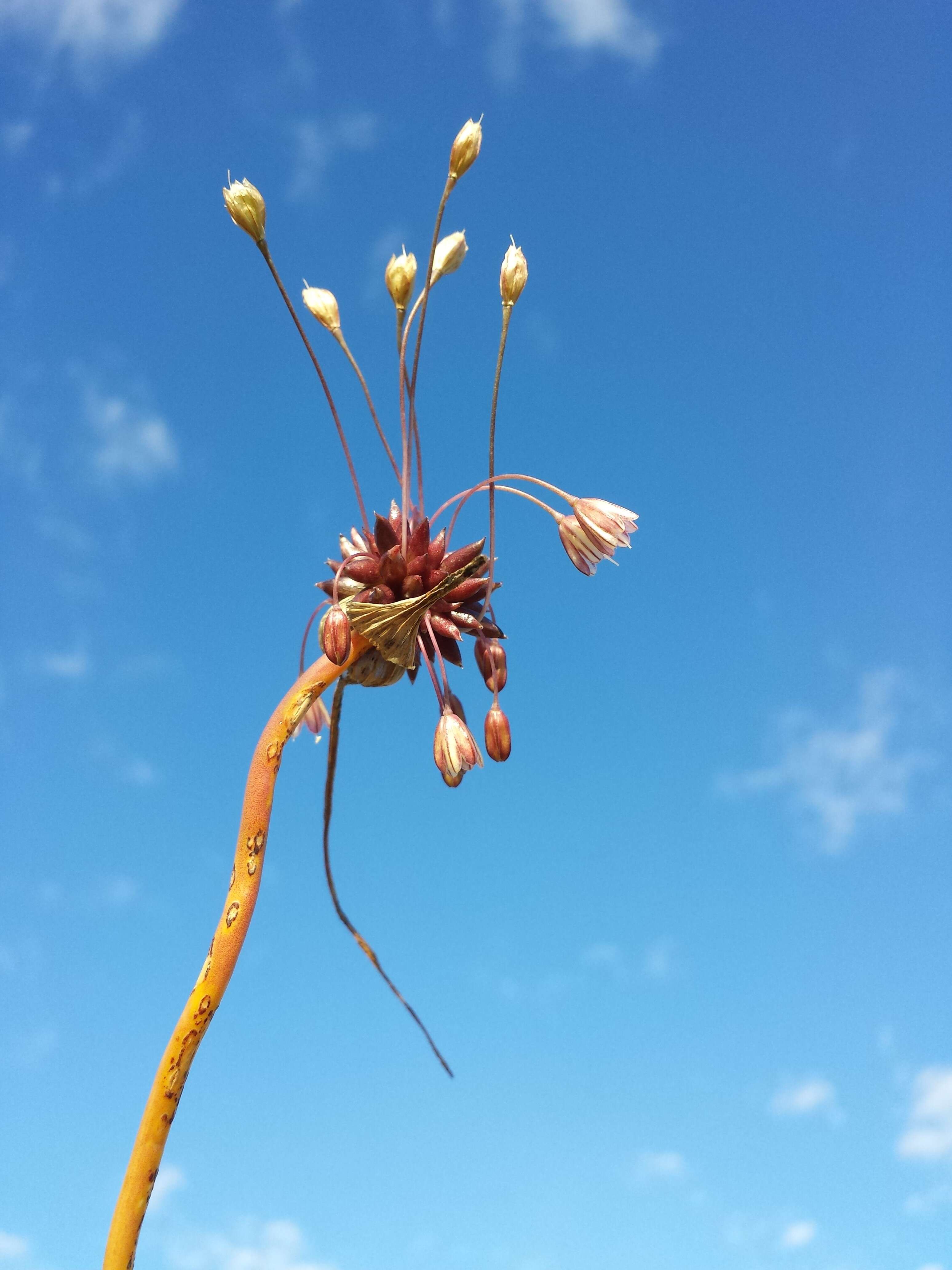 Image of field garlic