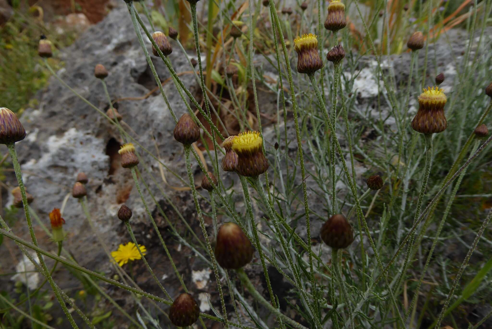 Image of Phagnalon graecum Boiss. & Heldr.