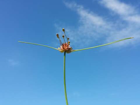 Image of field garlic