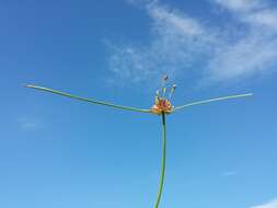 Image of field garlic