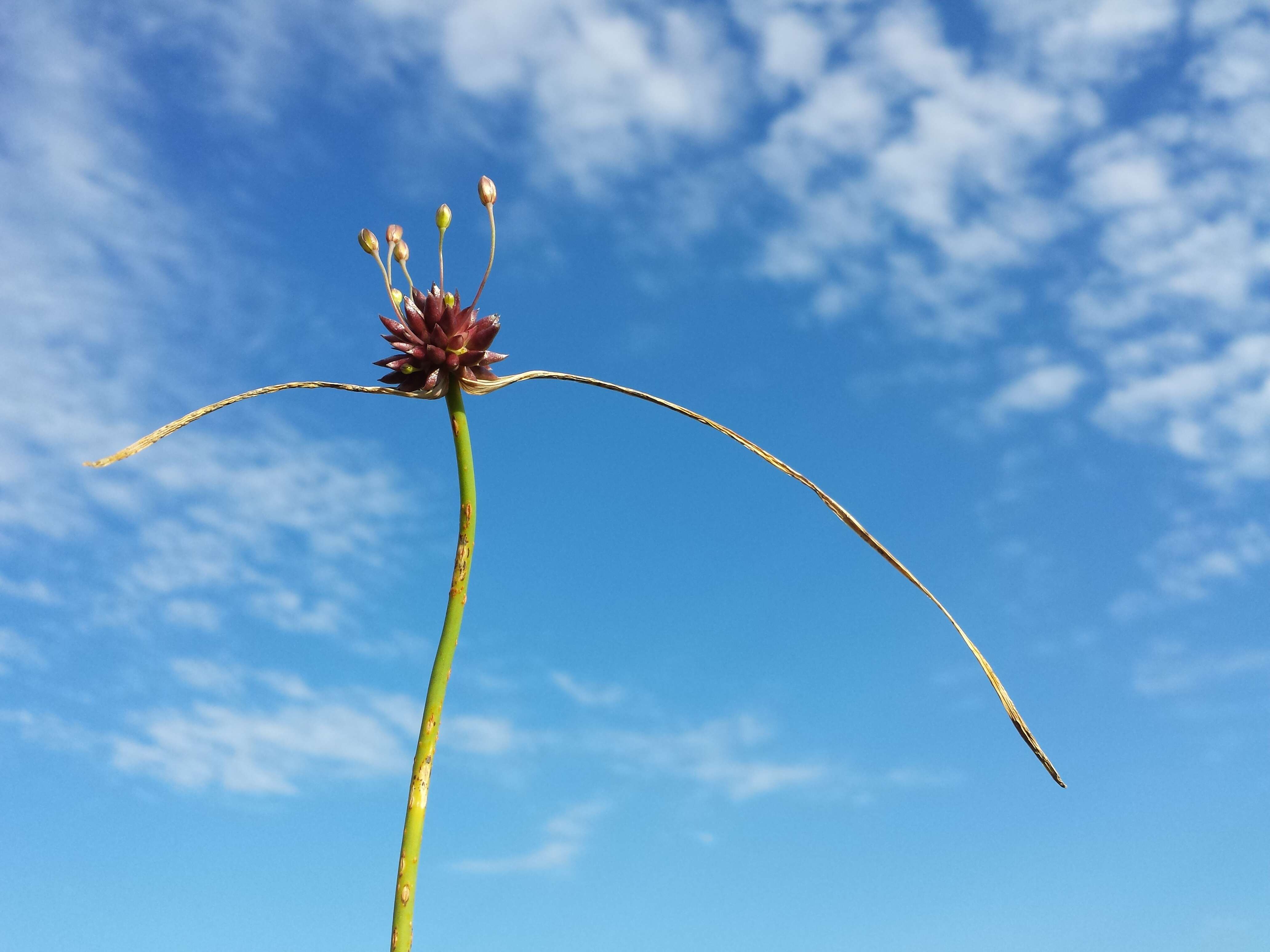 Image of field garlic