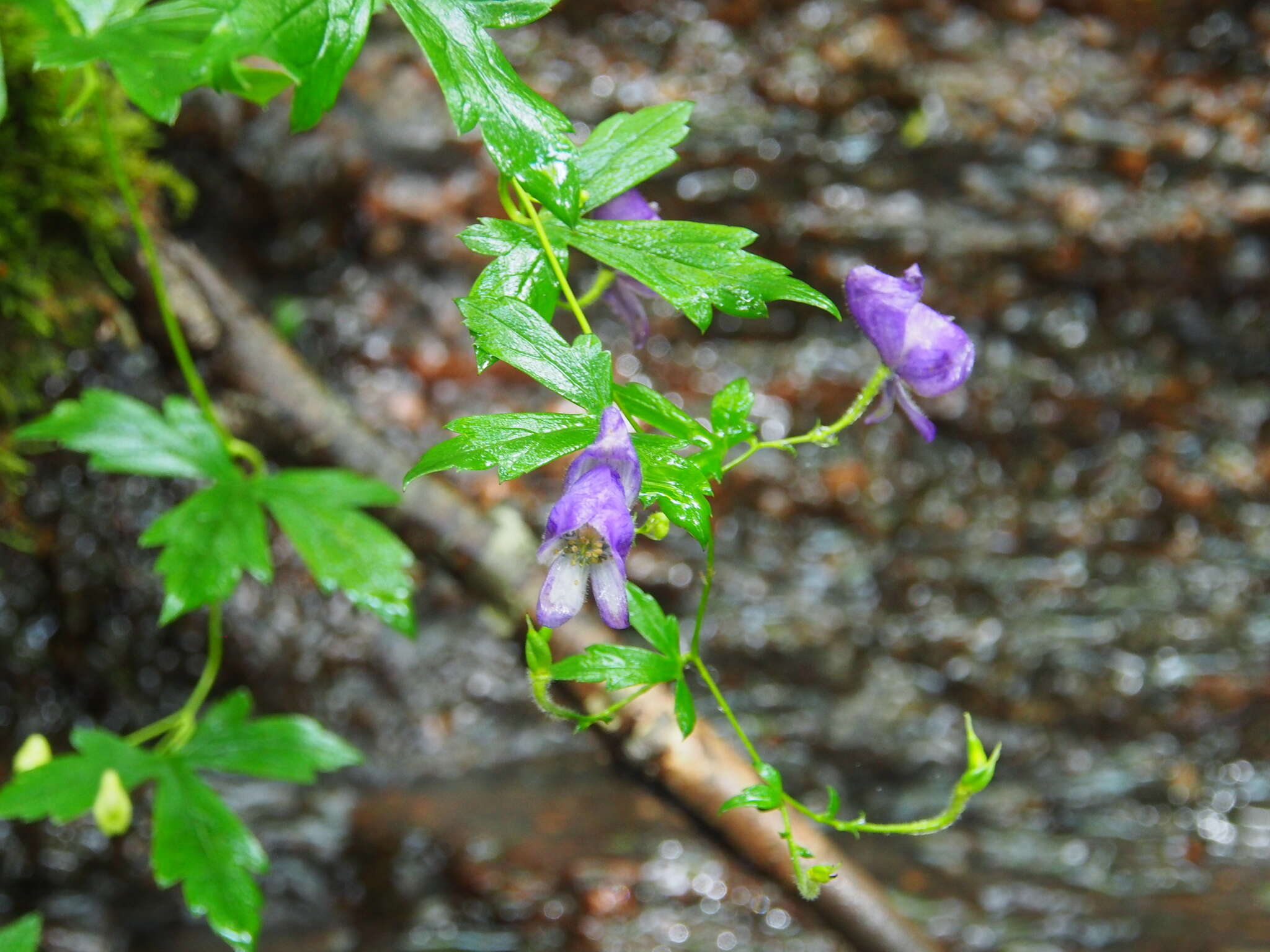 Image of southern blue monkshood