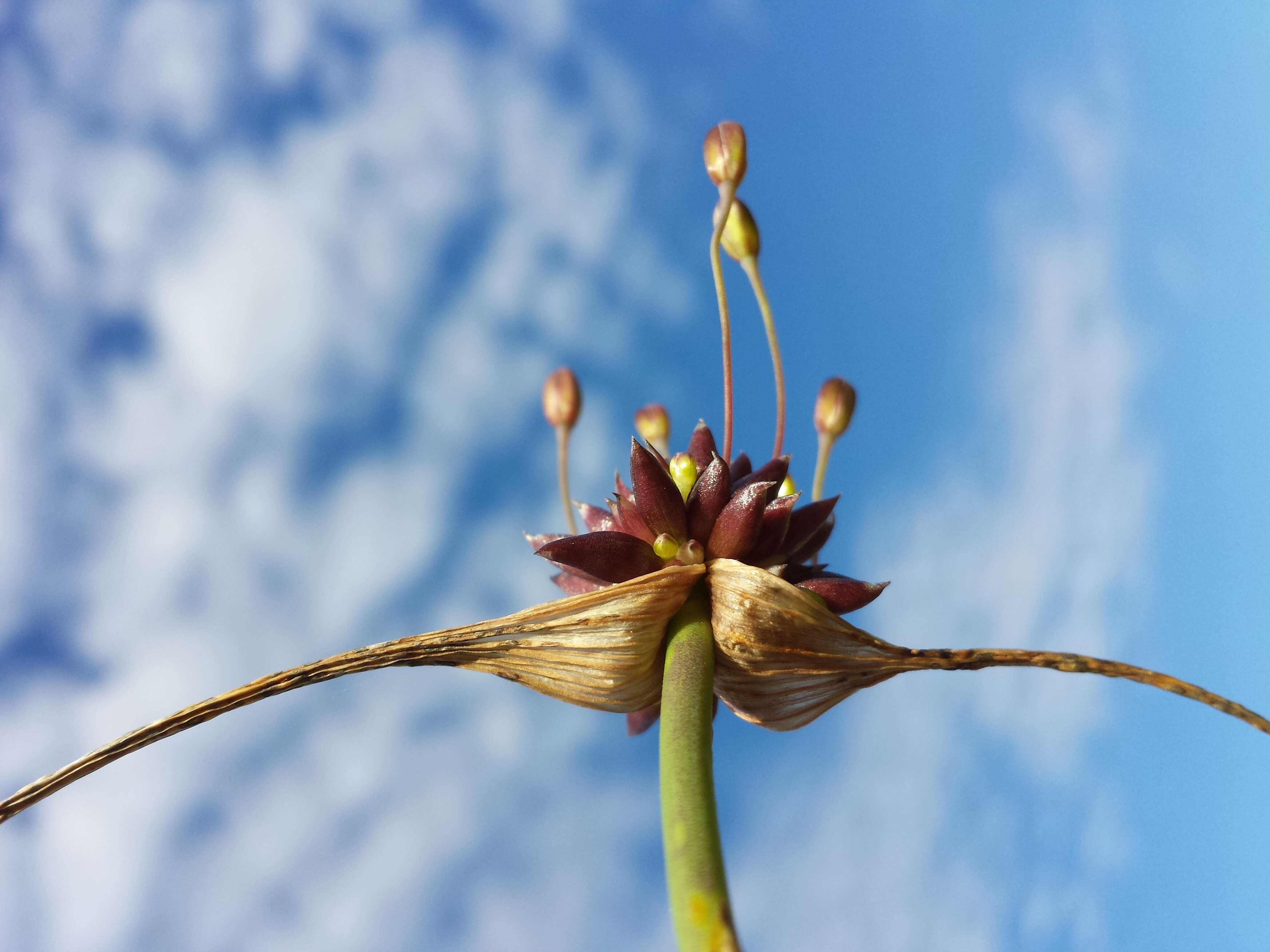 Image de Ail des jardins