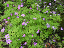 Imagem de Oxalis rosea Jacq.