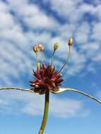 Image of field garlic