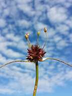 Image de Ail des jardins