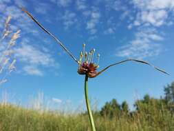 Image de Ail des jardins