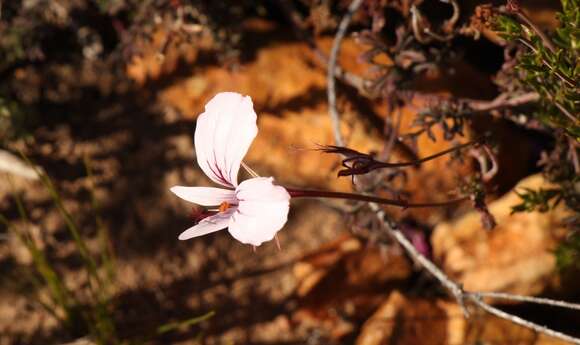 Image of Pelargonium caucalifolium subsp. caucalifolium