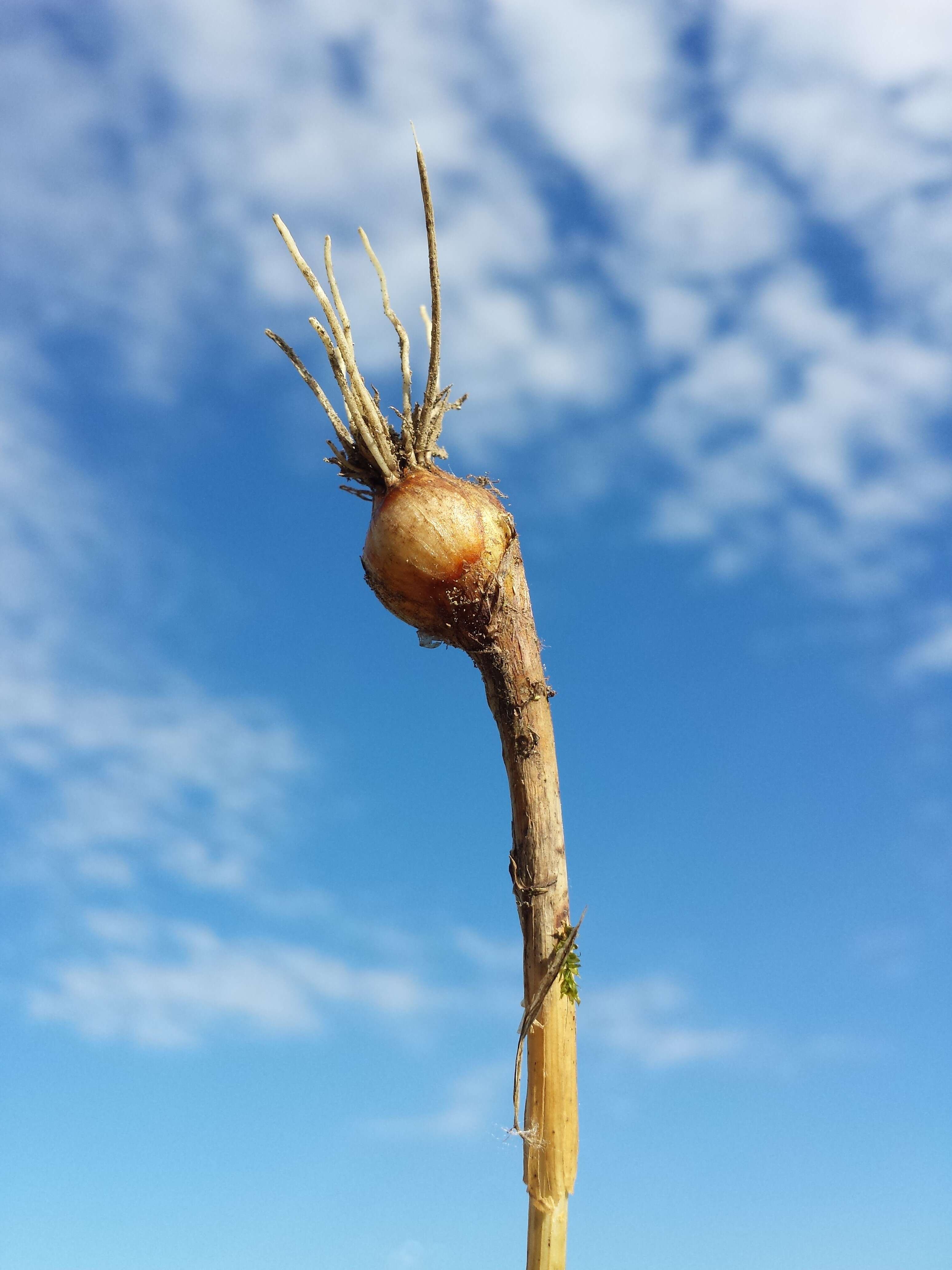 Image of field garlic