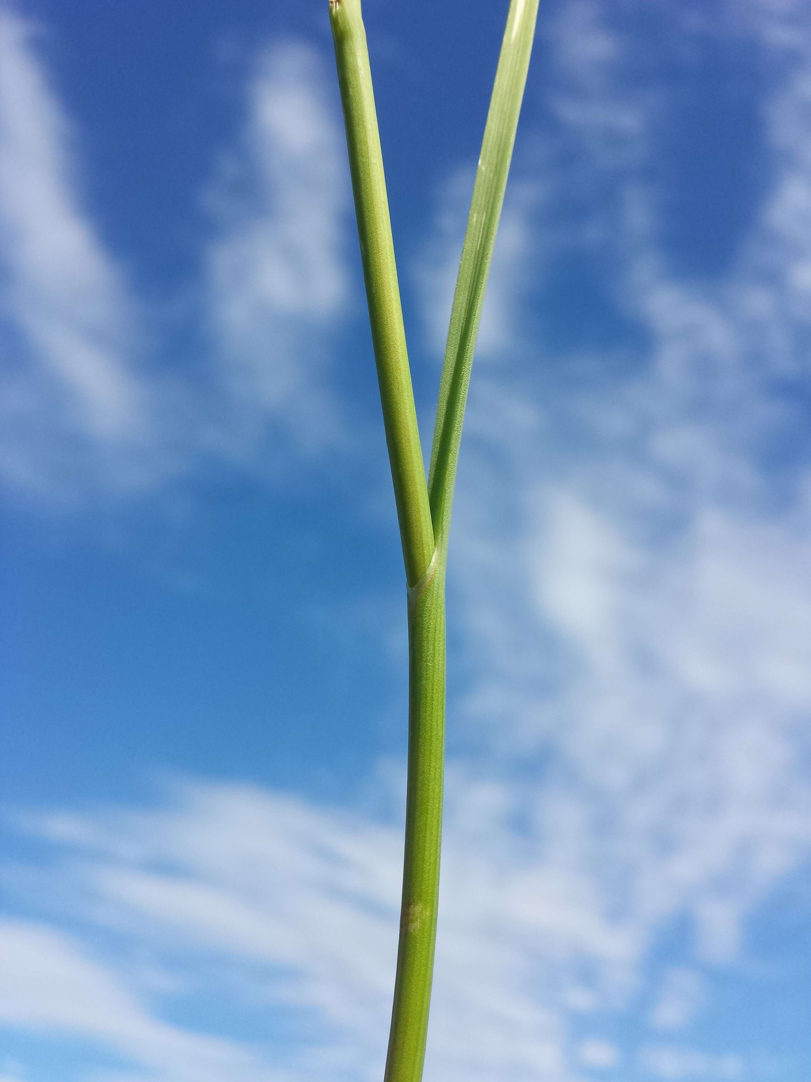 Image de Ail des jardins