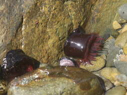 Image of Red Waratah Anemone