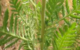 Imagem de Achillea filipendulina Lam.