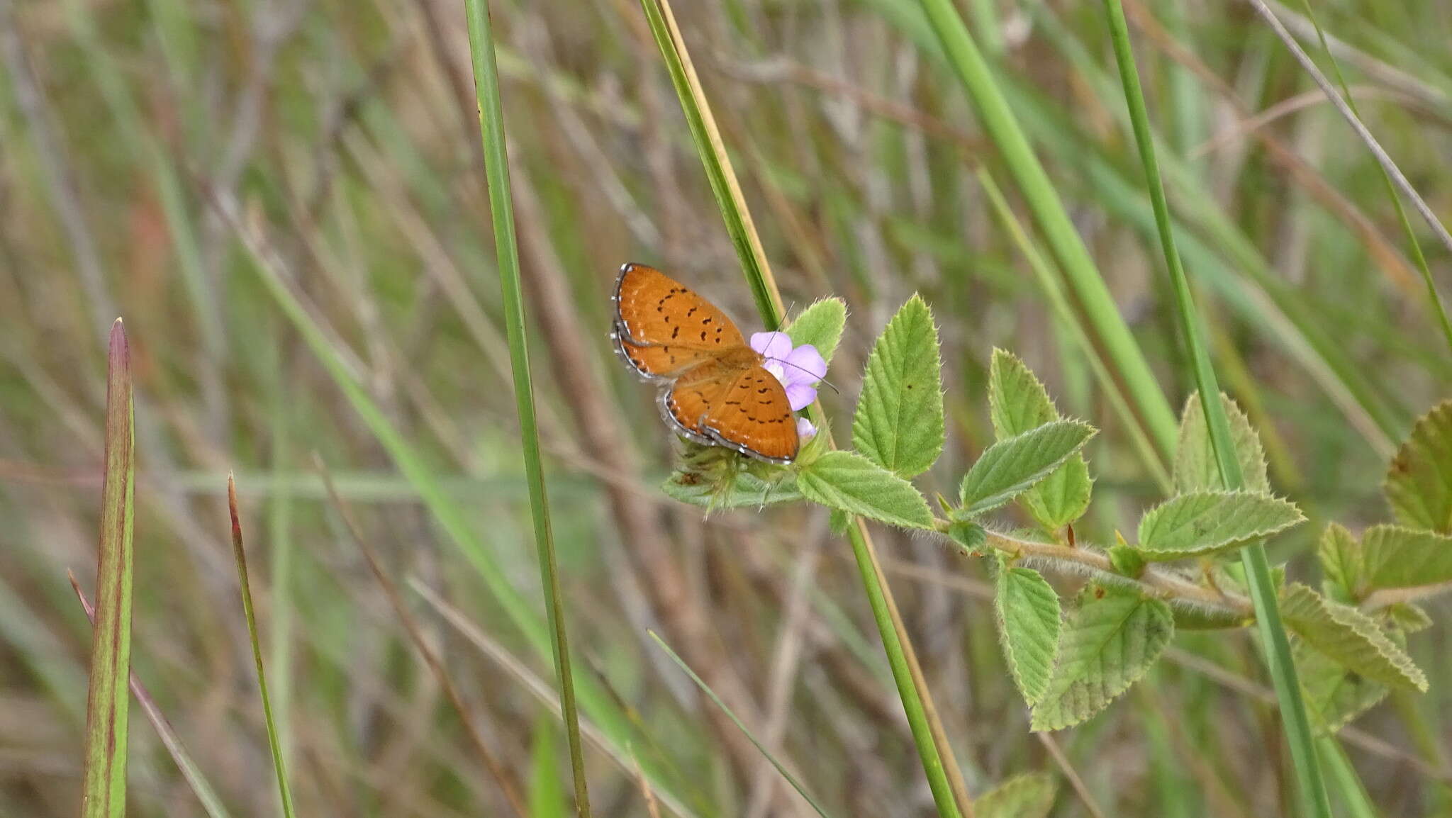 Image of <i>Synargis galena</i>