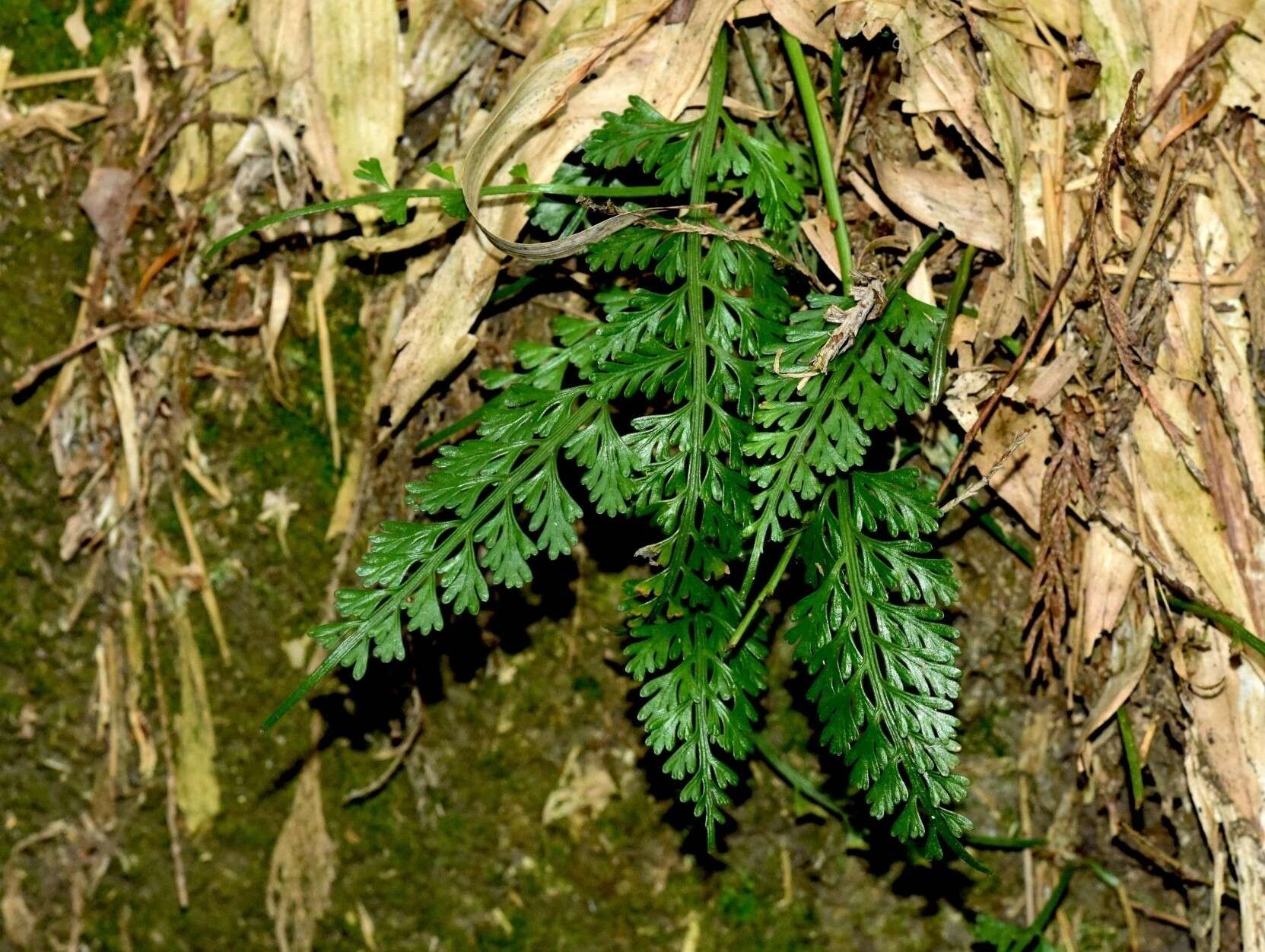 Image of Asplenium prolongatum Hook.