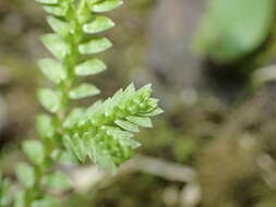 Image of Selaginella remotifolia Spring