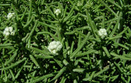 Image of Achillea falcata L.