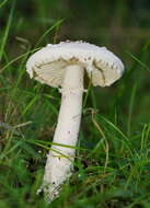 Image de Amanita farinacea (Sacc.) Cleland & Cheel 1914