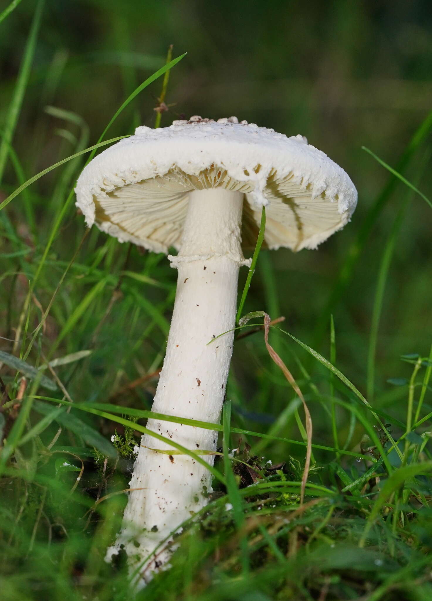 Image de Amanita farinacea (Sacc.) Cleland & Cheel 1914