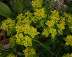 Plancia ëd Euphorbia verrucosa L.