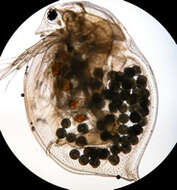 Imagem de Daphnia (Ctenodaphnia) magna Straus 1820