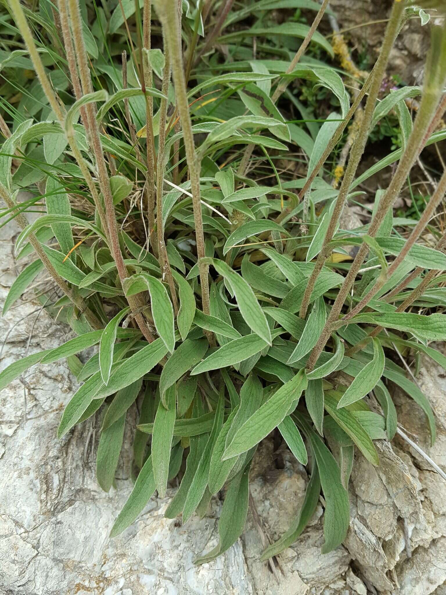 Image of Pentanema montanum (L.) D. Gut. Larr., Santos-Vicente, Anderb., E. Rico & M. M. Mart. Ort.