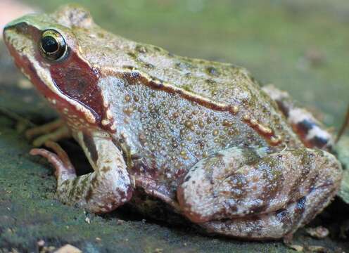 Image of Common frog