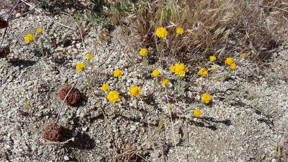 Image of Chaenactis glabriuscula var. glabriuscula