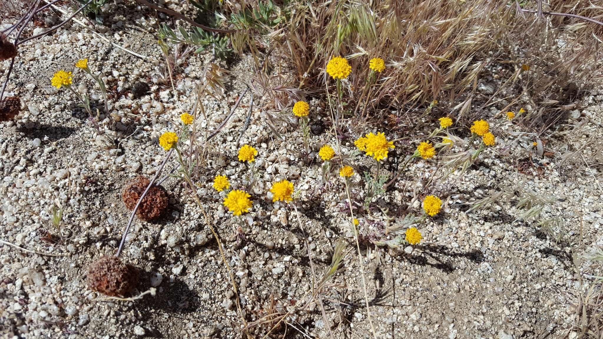 Sivun Chaenactis glabriuscula var. glabriuscula kuva