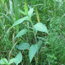 Sivun Symphyotrichum novi-belgii var. tardiflorus (L.) G. L. Nesom kuva