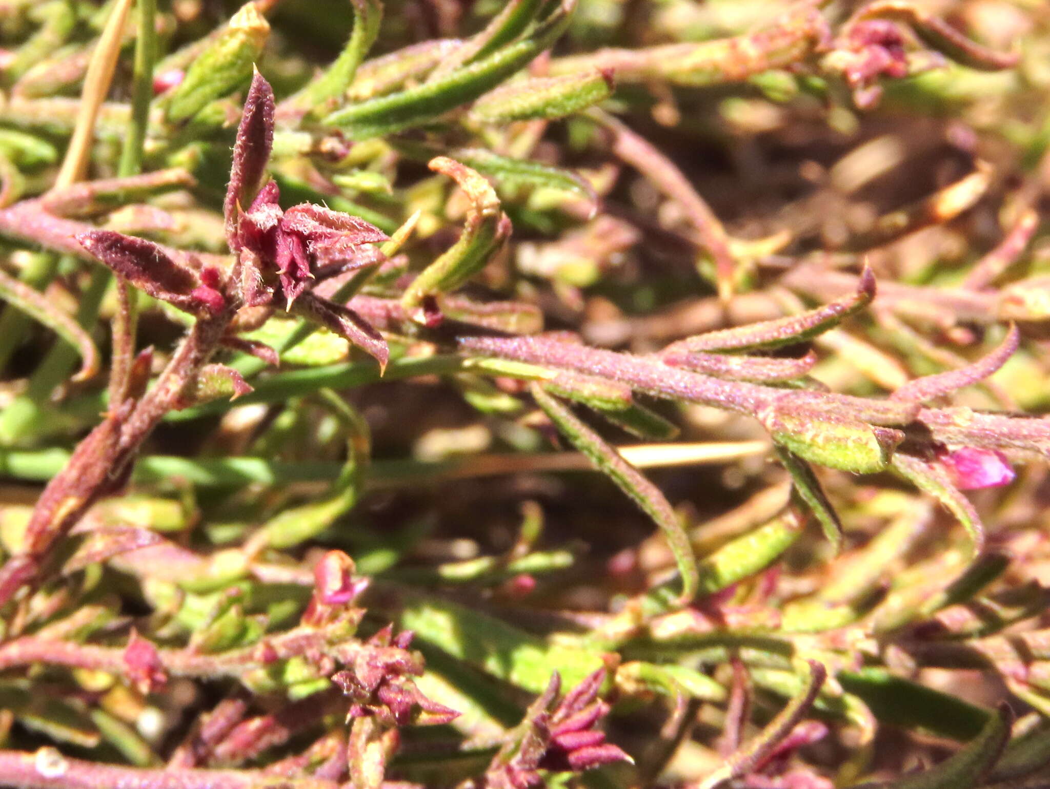 Image of Muraltia comptonii Levyns