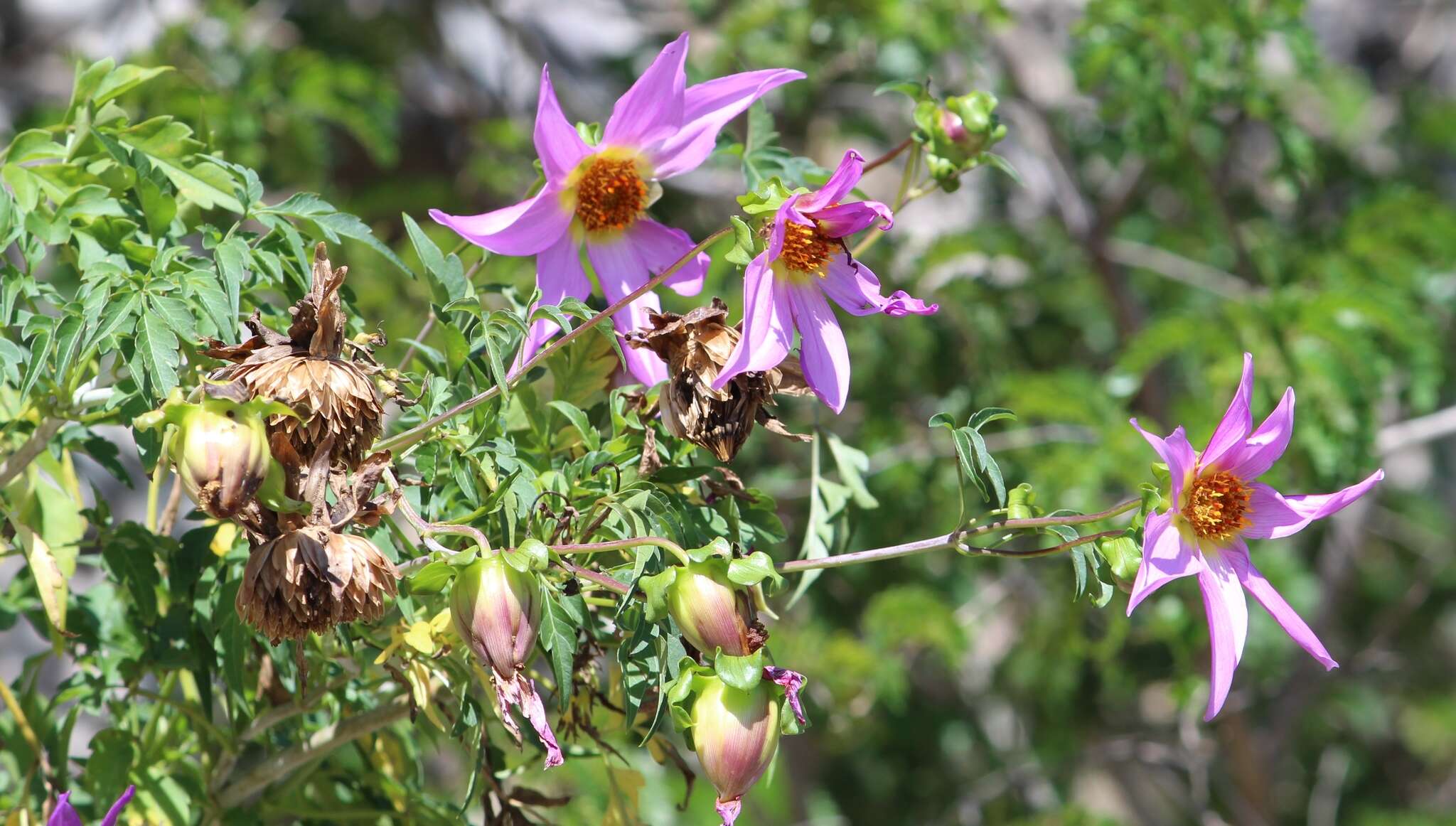 Image of Dahlia scapigeroides Sherff