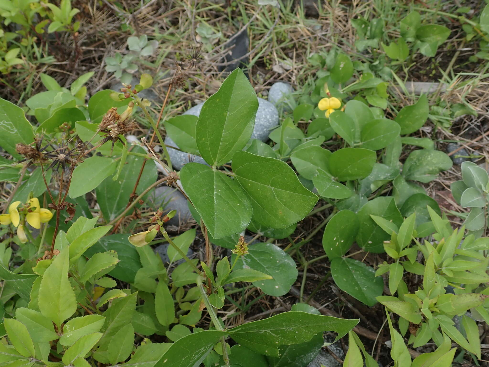 Imagem de Vigna marina (Burm.) Merr.