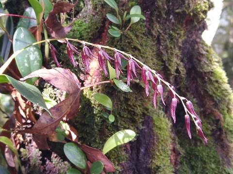 Image of Stelis megachlamys (Schltr.) Pupulin