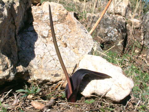 Image of Biarum tenuifolium (L.) Schott