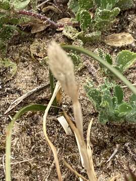 Image of Phleum arenarium L.