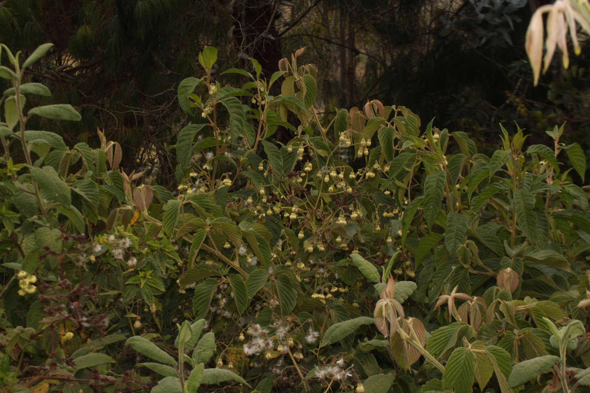 Image de Aetheolaena loeseneri (Hieron.) Nordenstam