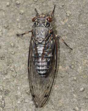 Image of Meimuna opalifera (Walker & F. 1850)