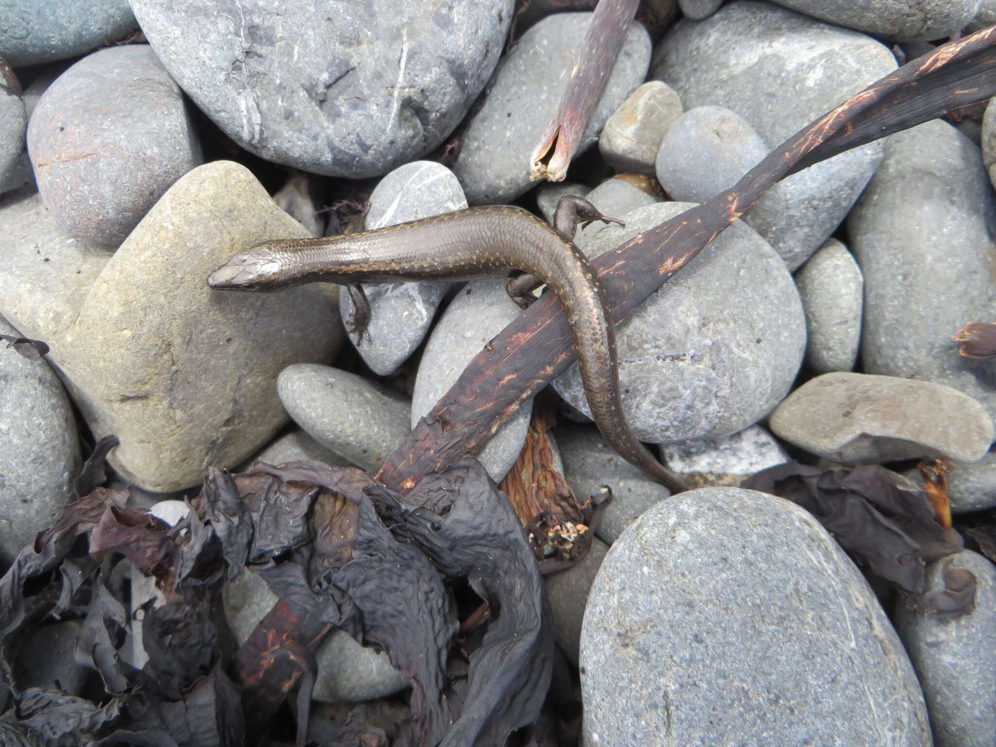 Image of Shore skink