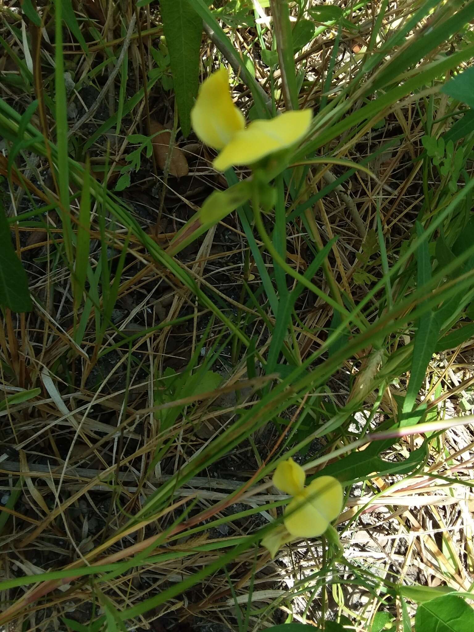 Plancia ëd Vigna luteola (Jacq.) Benth.