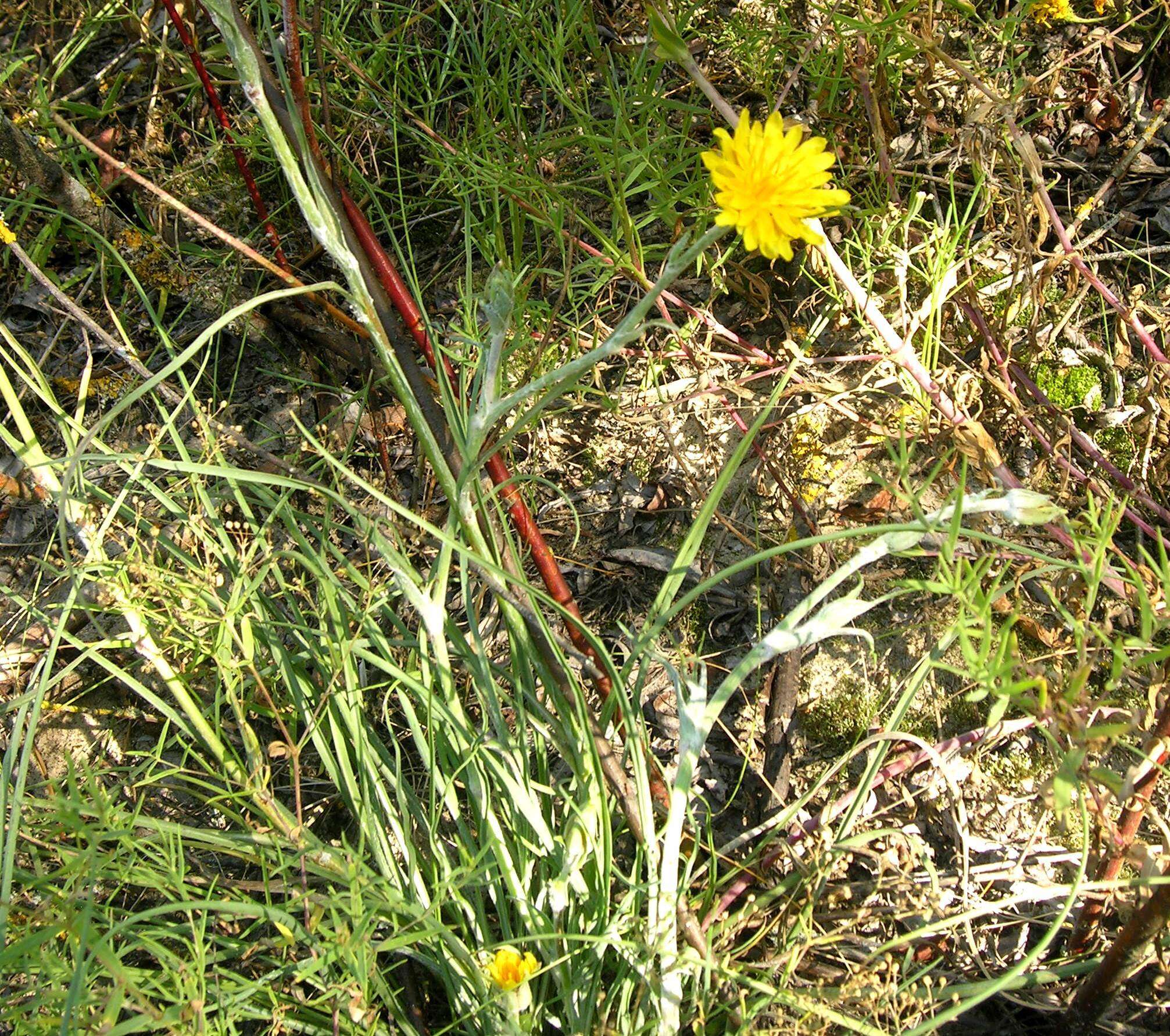 Sivun Tragopogon heterospermus Schweigger kuva