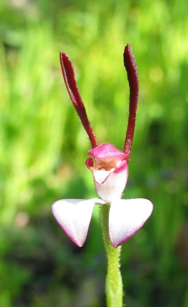 Imagem de Leptoceras menziesii (R. Br.) Lindl.