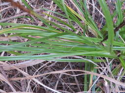 Image de Carex uncinata L. fil.